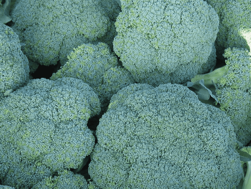 corato-f1-broccoli-seed