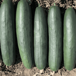 Mogwai | F1 Slicer Field Cucumber