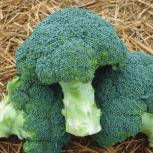aurora-f1-broccoli-seed