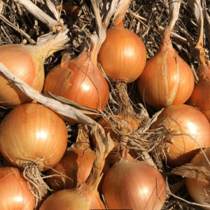 australian-early-brown-onion-seed