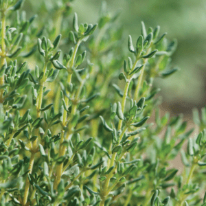 german-winter-thyme-organic-herb-seed