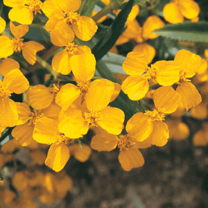 mexican-mint-marigold-seed