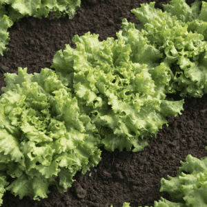 muir-organic-lettuce-seed