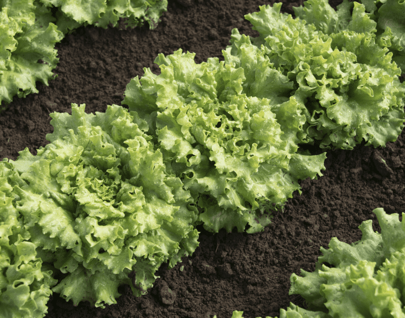 muir-organic-lettuce-seed