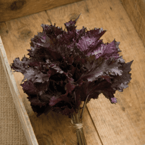 red-shiso-herb-seed