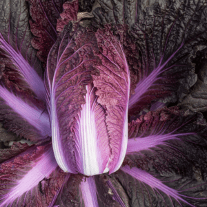 merlot-f1-chinese-cabbage-seed