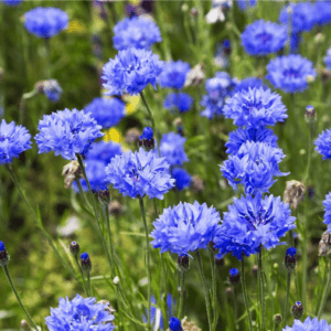 dwarf-blue-cornflower-seed