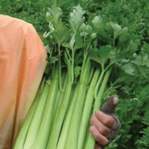 sierra-f1-celery-seed