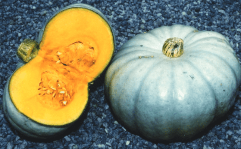 sweet-grey-f1-pumpkin-seed