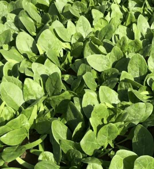 Pronghorn RZ | F1 Warm Season Spinach Seed