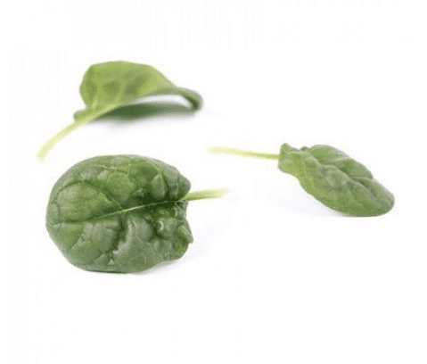 kolibri-rz-f1-semi-savoy-spinach-seed