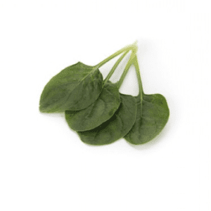 pronghorn-rz-f1-warm-season-spinach-seed