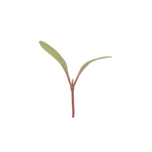 red-chard-microgreen-seed