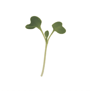 tatsoi-microgreen-seed