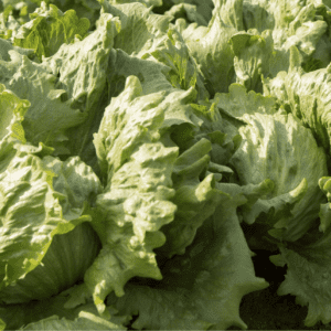 jalonas-rz-iceberg-lettuce-seed