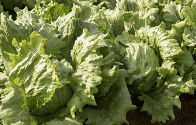 Jalonas RZ | Iceberg Lettuce - ActiveVista for Market-Farm & Garden