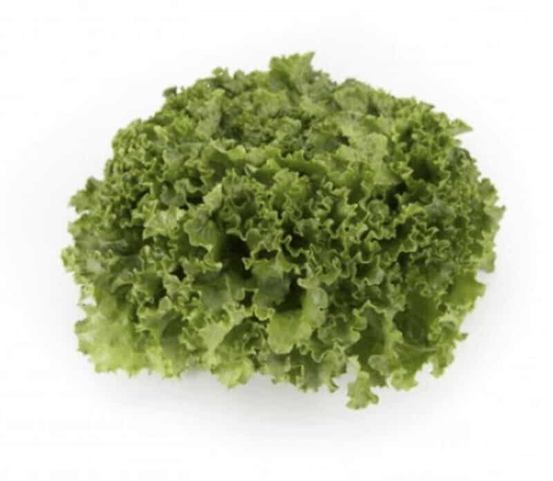 meditation-rz-batavia-lettuce