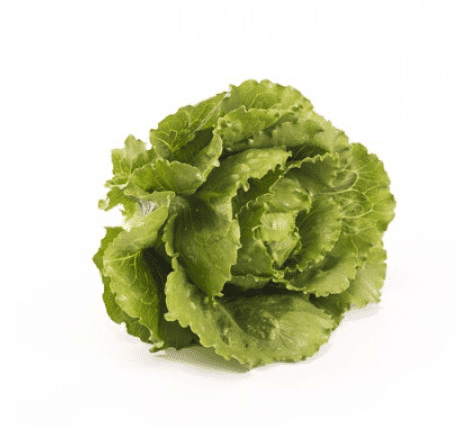verodita-rz-crunchy-cos-lettuce-seed