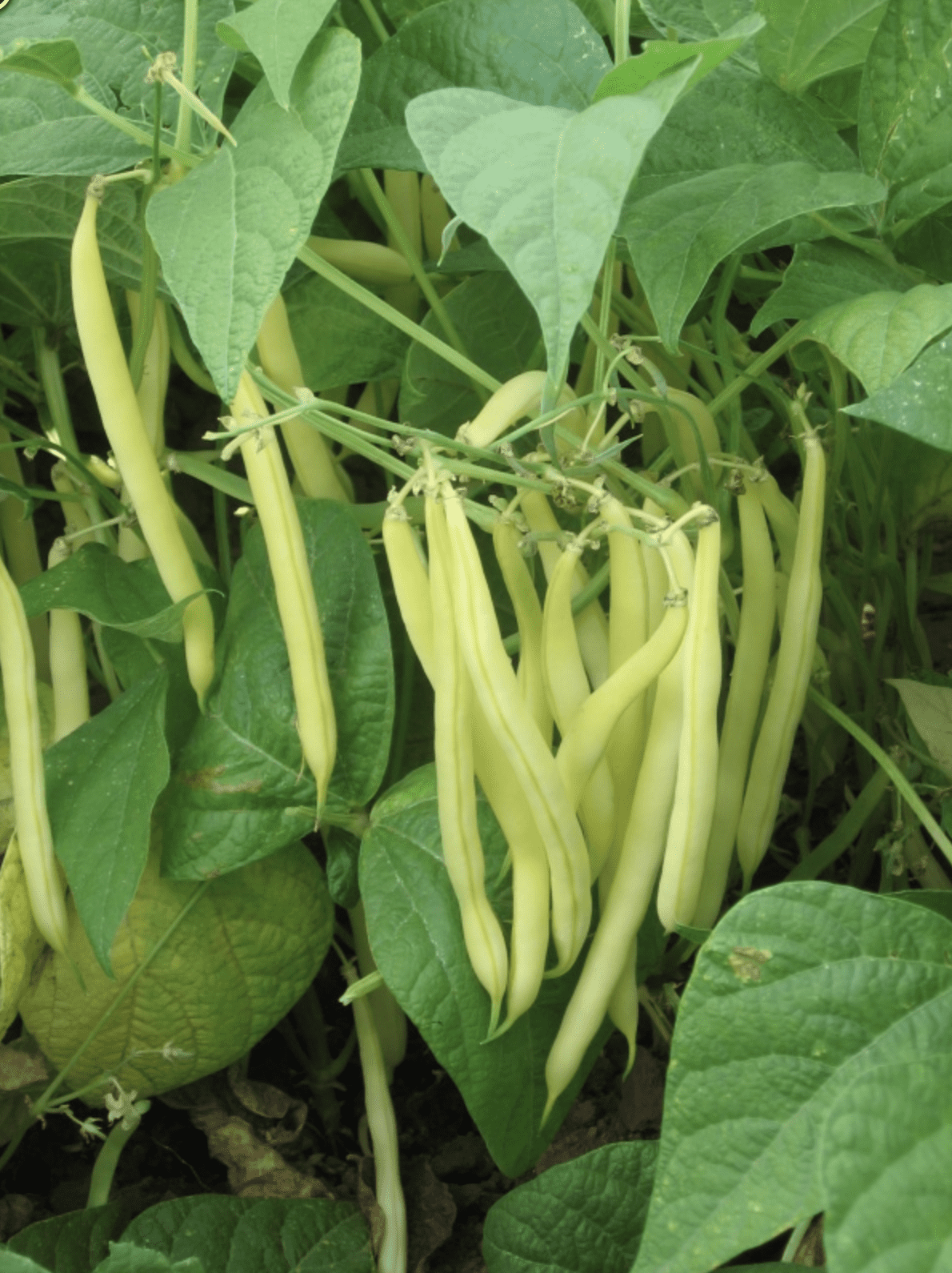 Goldrush | Yellow Butter Bush Bean Seed - ActiveVista for Market-Farm ...