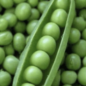 massey-gem-garden-pea-seed