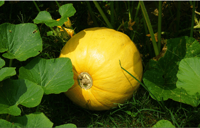 golden-nugget-pumpkin-seed