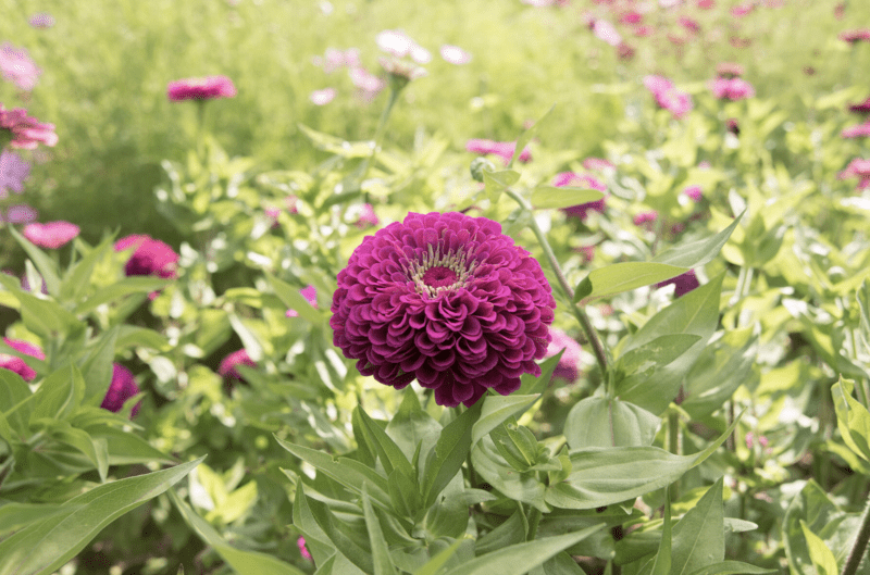 benarys-giant-purple-zinnia-seed