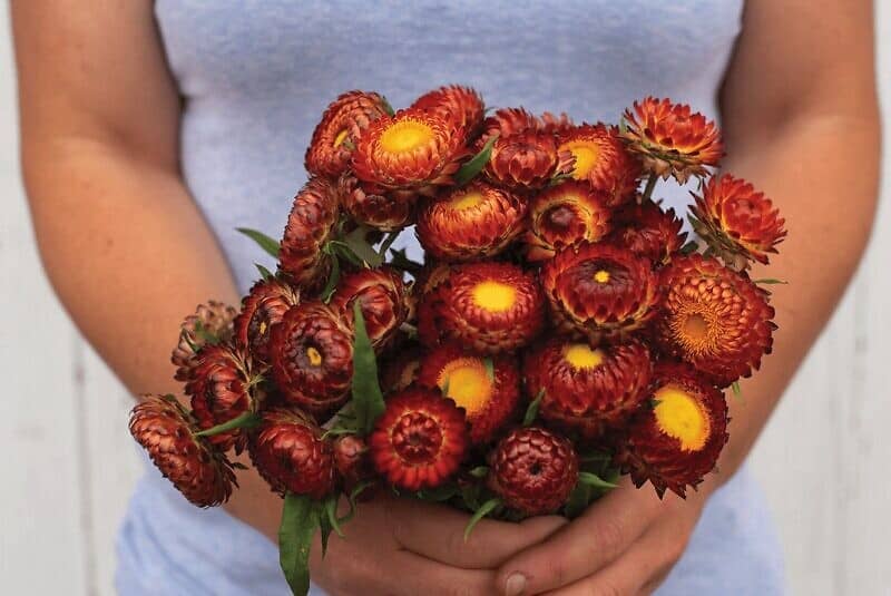 copper-red-strawflower-seed