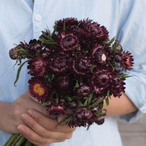 purple-red-strawflower-seed
