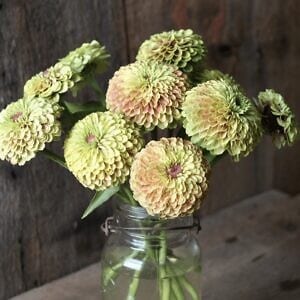 queen-lime-with-blush-zinnia-seed