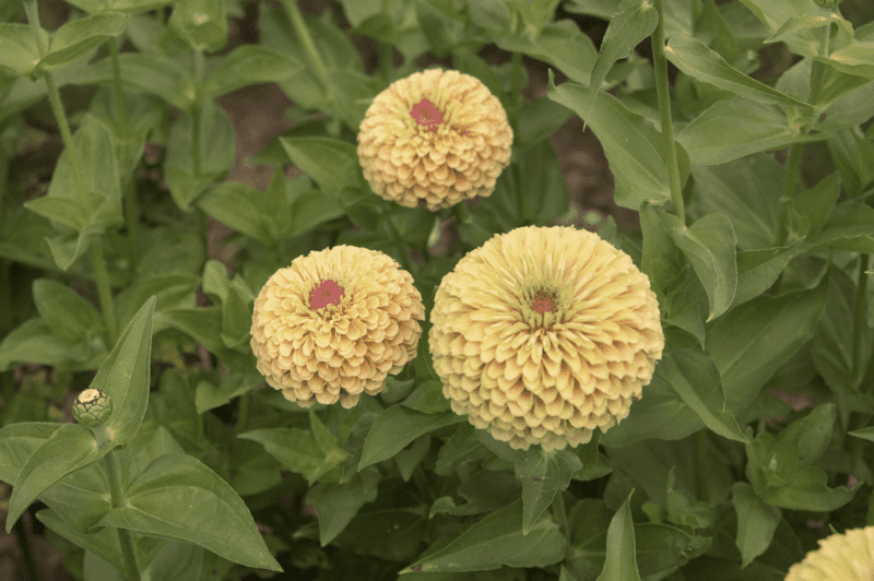 queen-lime-with-blush-zinnia-seed