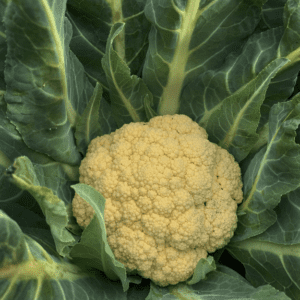 Broccolo di Bassano | Early Cauliflower Seed