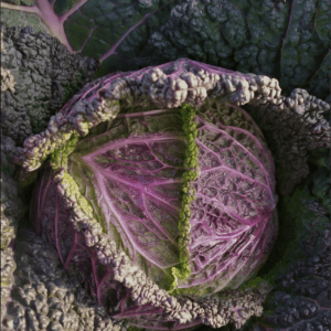 Moretta di Veronella | Organic Savoy Cabbage Seed