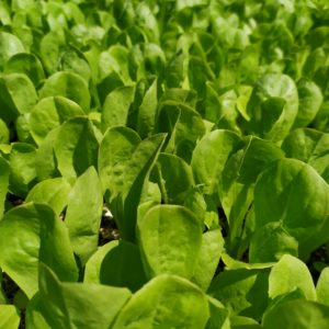 Trieste Sweet SB | Organic Baby Leaf Escarole Seed