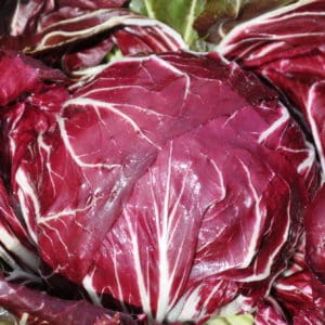 Rosso di Chioggia 55/60 Day | Pelleted Organic Radicchio Seed
