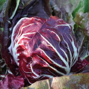 Rosso di Chioggia 65 Day | Pelleted Organic Radicchio Seed