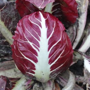 Rosso di Verona 140 Day | Pelleted Organic Radicchio Seed