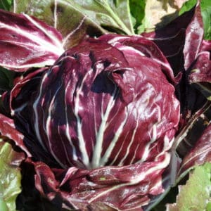 Rosso di Chioggia 75 Day | Pelleted Organic Radicchio Seed