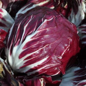 Rosso di Chioggia 160 Day | Pelleted Organic Radicchio Seed