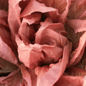 Passerina | Rosa del Veneto Chicory Seed